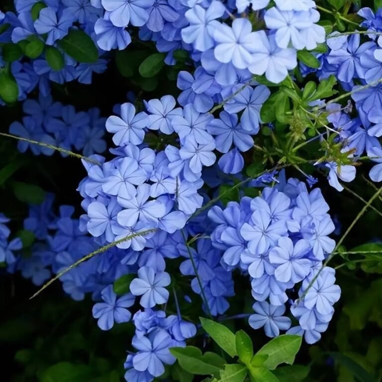 How to Care for Your Blue Snowflake Plants in 2025