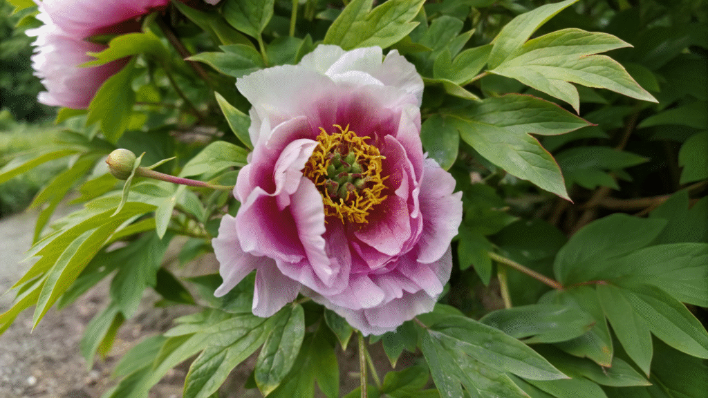 Peony In garden