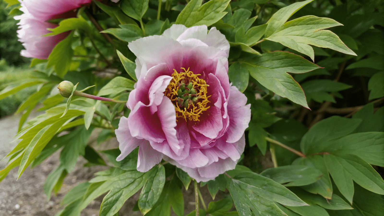 Peony In garden